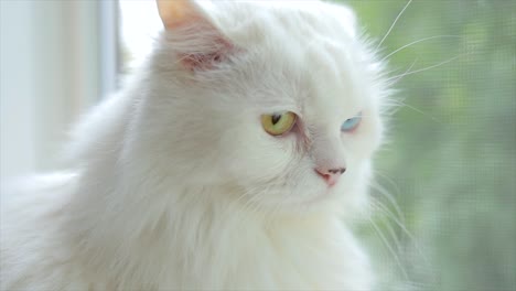 domestic cat with complete heterochromia. white cat with different colored eyes is sitting by the window.