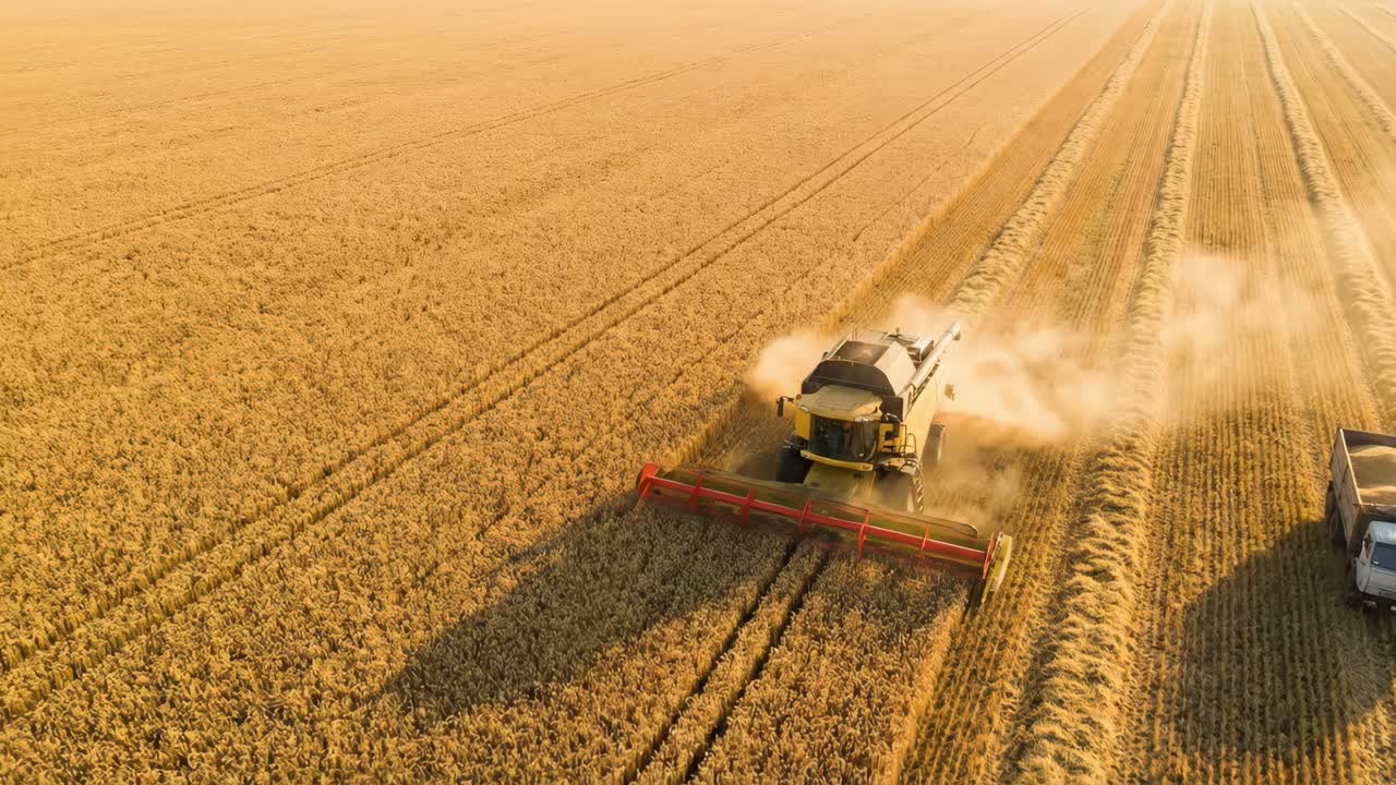 La raccolta del grano con una combinata
