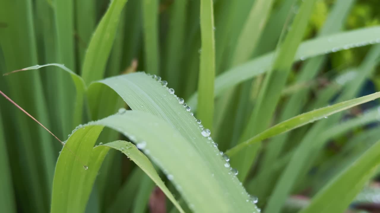 Close-up of Lemon grass glistening with crystal-clear rain droplets, each a miniature world reflecting the tranquil beauty of the surrounding garden