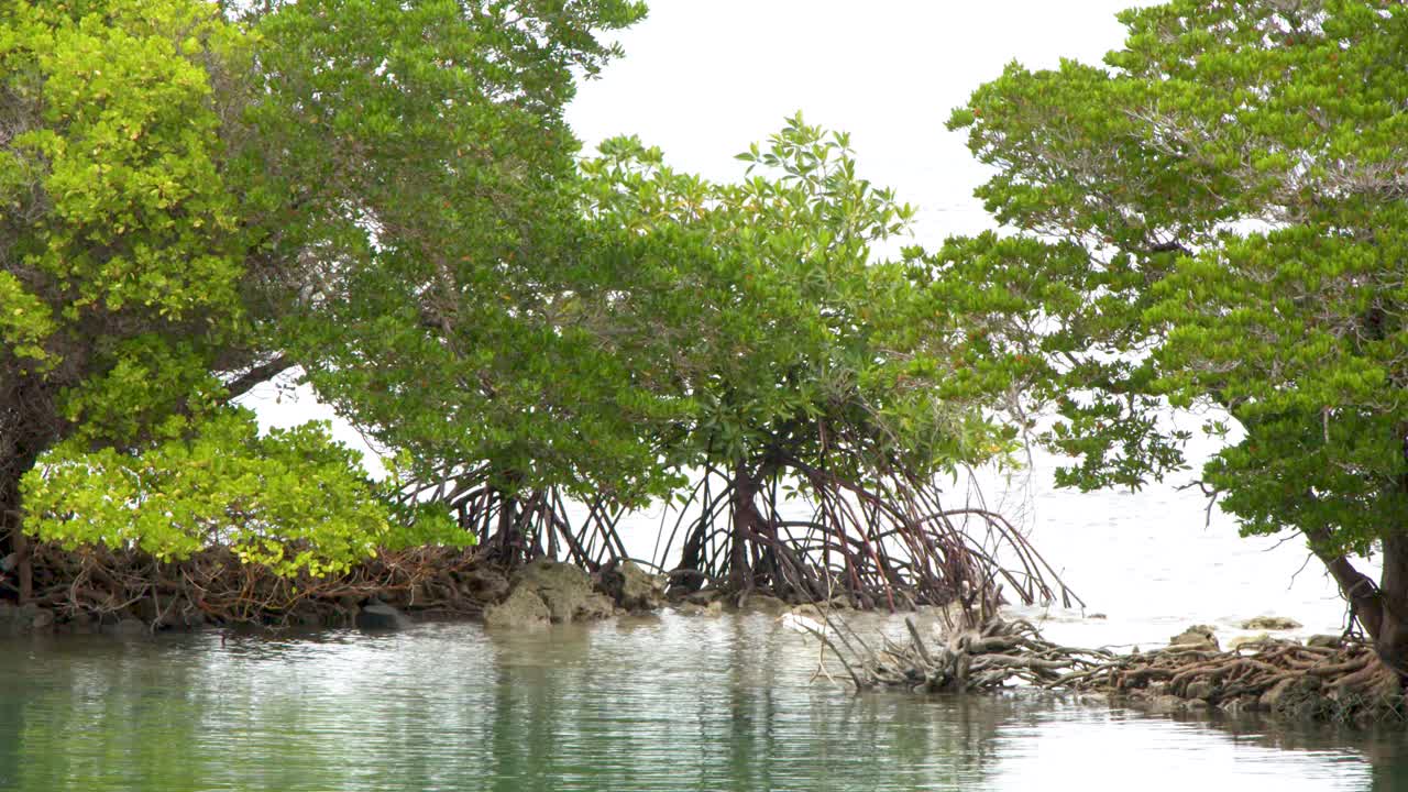 Statisk vidvinkelbild av tropiska mangroveträd och slingrande rötter som speglar sig i lugnt lagunvatten