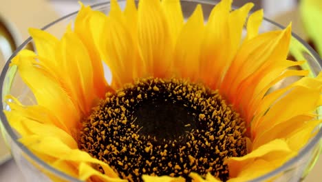 close-up of a beautiful yellow sunflower