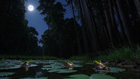 frogs in a moonlit forest pond