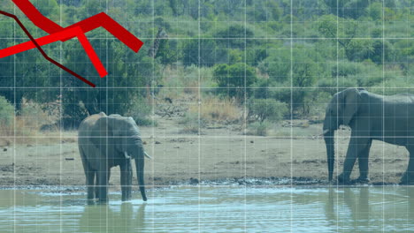 In animation, red downward arrow over elephant drinking at waterhole in landscape