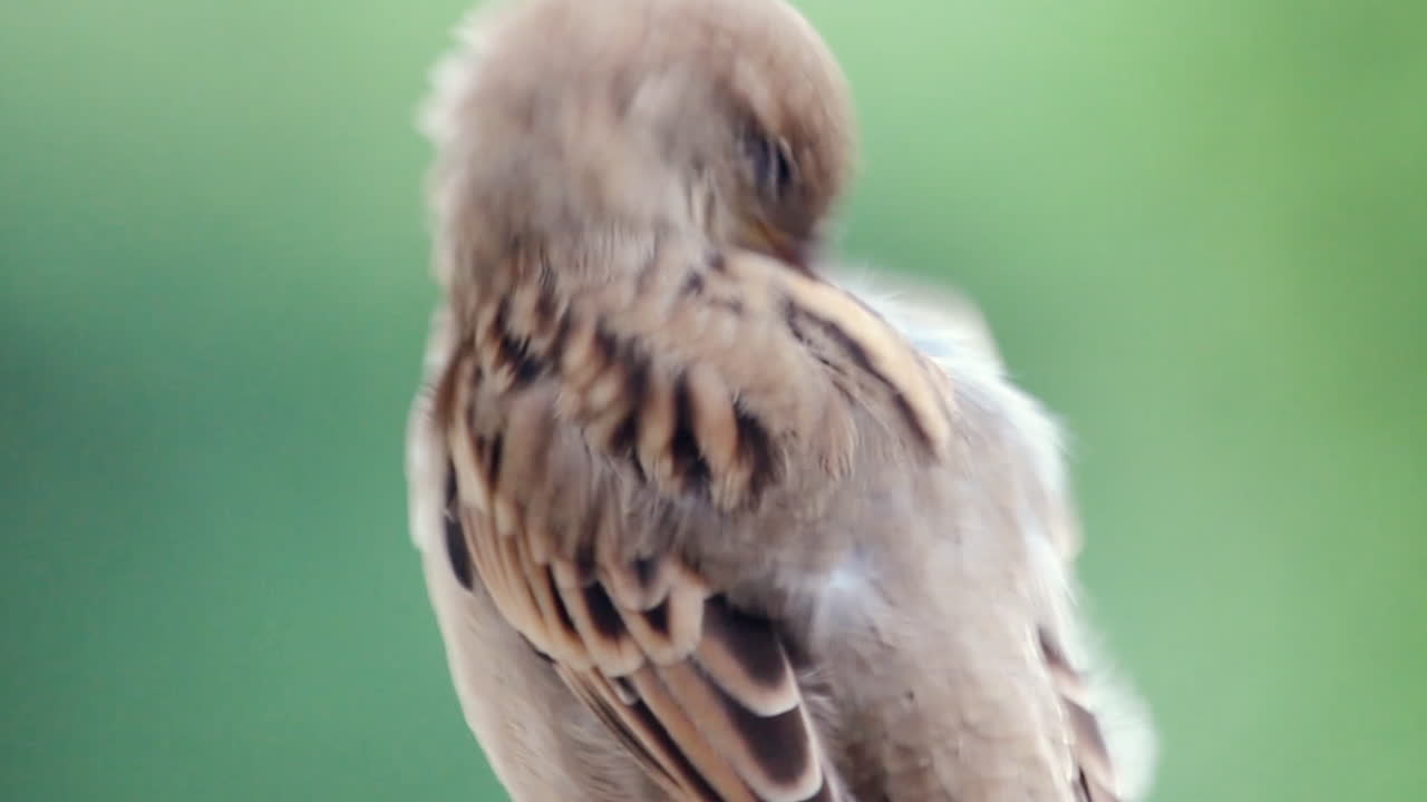 Sparrow cleaning feathers on branch in India during daylight with soft green background, showing calm wildlife behavior and natural bird grooming moment