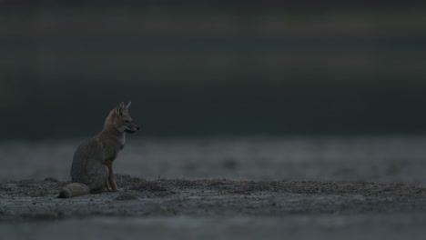 fox wakes up and scratches behind ear