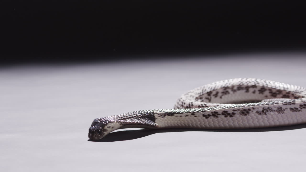 Spitting cobra snake licks the ground curiously - dark background