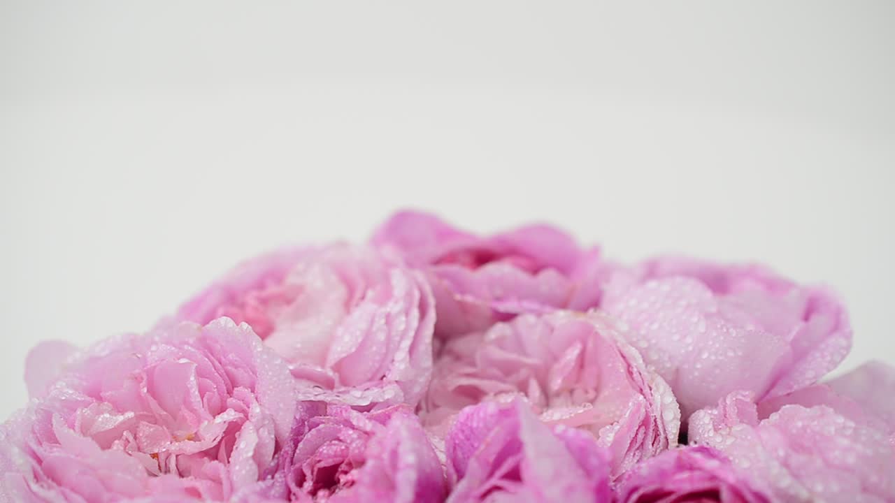 Rosa-chá em fundo branco. Fotografia em movimento.