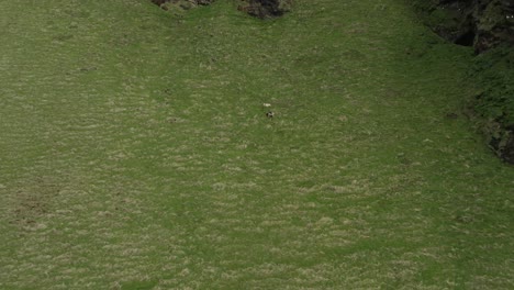 two sheep grazing on steep slope at scenic cliffs of reynisfjara beach