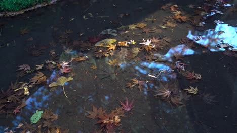 Abgefallene-Blätter-Verschiedener-Pflanzen-Und-Bäume,-Die-In-Einem-Teich-Mit-Klarem-Wasser-Schwimmen---Standbild