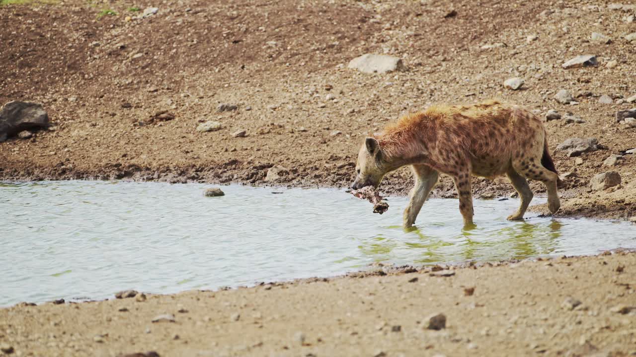 Ripresa al rallentatore di una iena che si bagna in un piccolo stagno, si rotola e si pulisce dopo la caccia, fauna selvatica africana nella Riserva Nazionale Maasai Mara, Kenya, animali da safari africani nella Conservazione del Masai Mara Nord