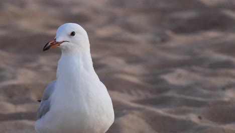 gaviota de pie en la playa de arena, mirando a su alrededor