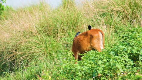 pájaros en la espalda de una vaca de pastoreo