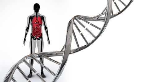 animation of dna strand spinning over human body model
