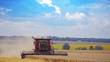 Agricultural machine during harvesting crop. Modern combine harvester gathering dry wheat on the beautiful background of yellow fields in summer.