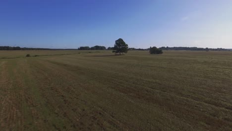 An-Einem-Sonnigen-Tag-Tief-In-Richtung-Einzelner-Bäume-Auf-Landwirtschaftlichen-Feldern-Fliegen-2