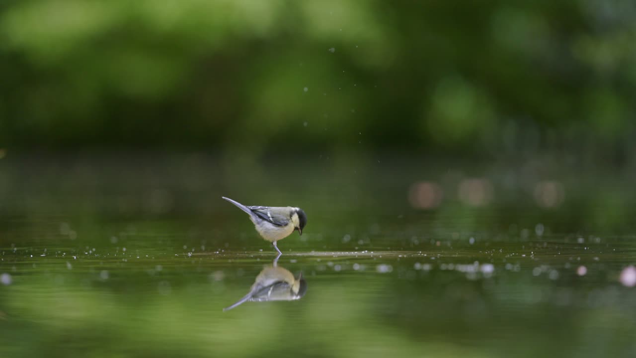 Great Tit by a Pond