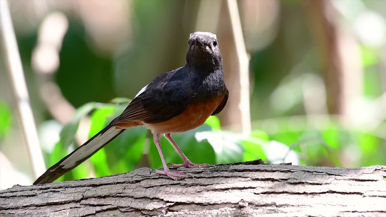 el shama de rabadilla blanca es una de las aves más comunes en tailandia y se puede ver fácilmente en los parques de la ciudad, tierras de cultivo, áreas boscosas y parques nacionales