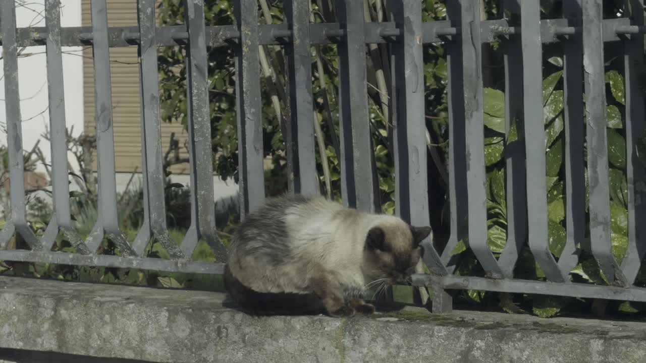 Majestic Siamese Cat Sitting On A Stone And Metal Fence Enjoying The Sun