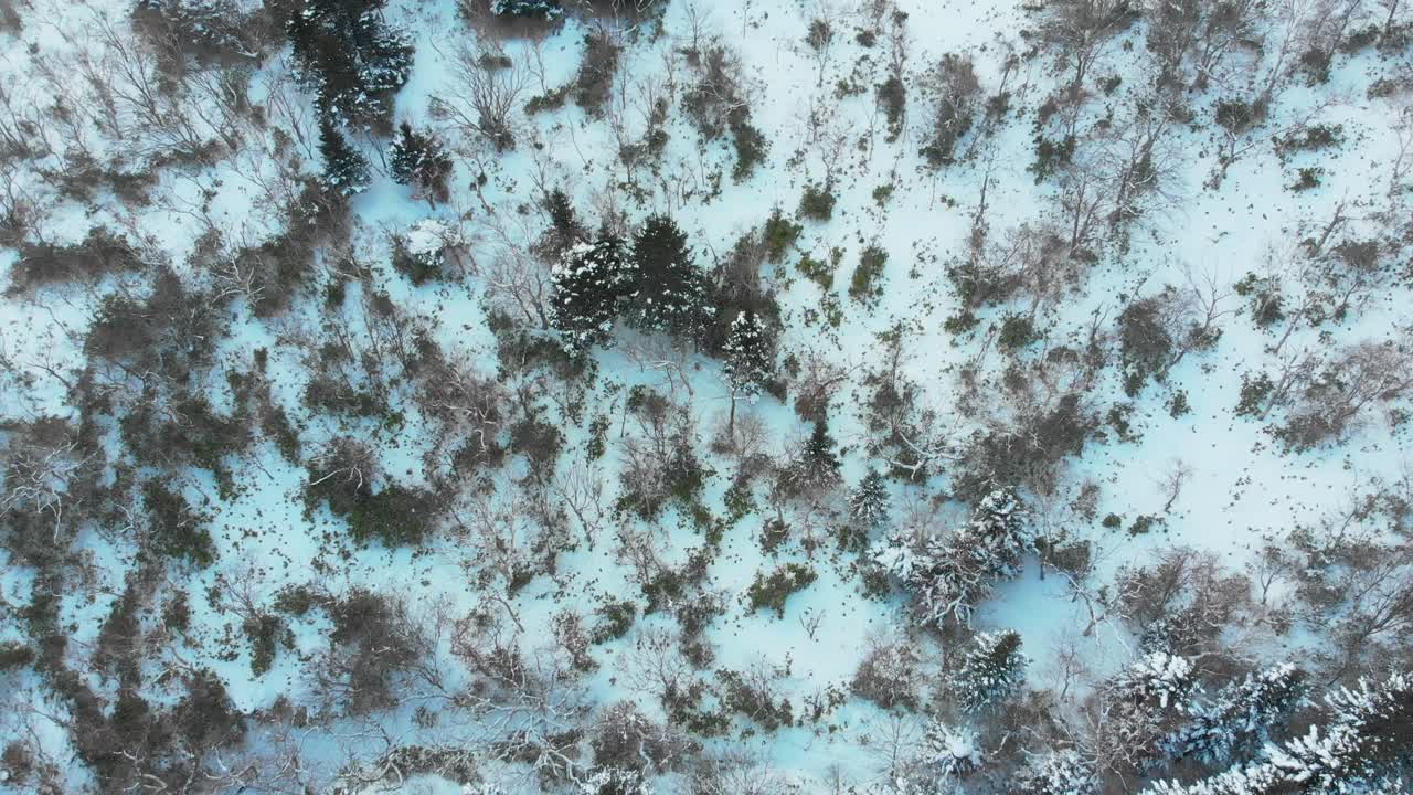 frosty winter covers forest and trees under a blanket of snow