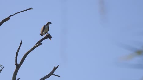 águila-Pescadora-Comiendo-Un-Pez-En-Florida-En-Una-Rama