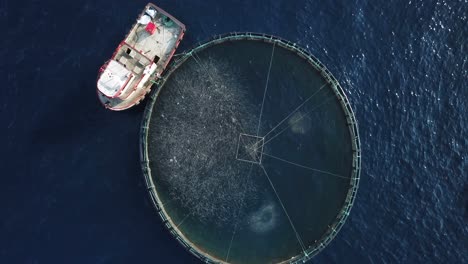 Boat-feeds-fish-view-sea