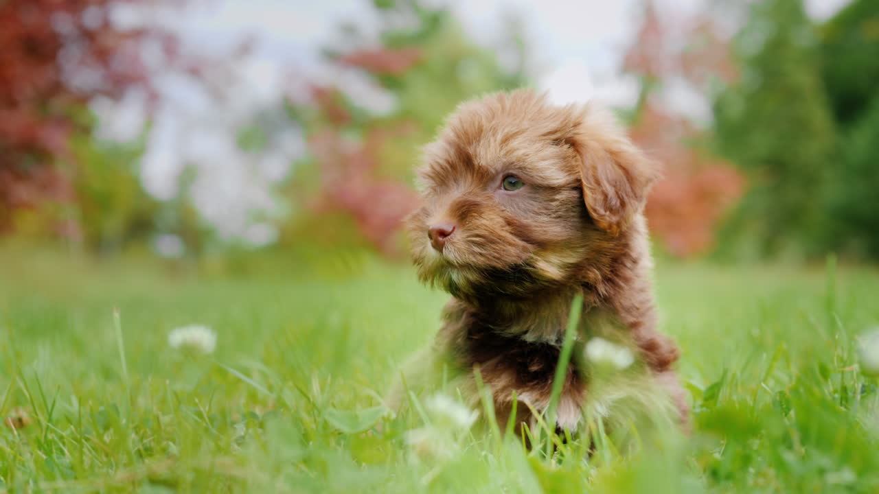 lindo cachorro en la hierba