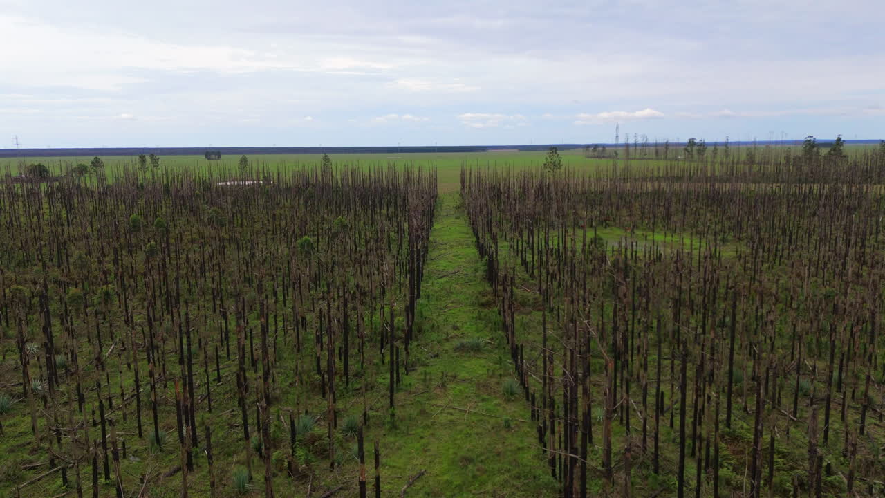 Aerial View of a Devastated Forest