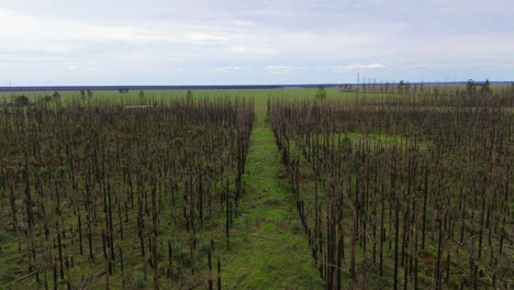 aerial view of a devastated forest