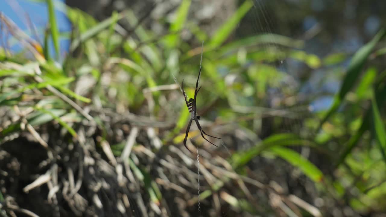 Close-up shot of a spider delicately resting in its web, showcasing the intricate design and fine details of the silk strands.