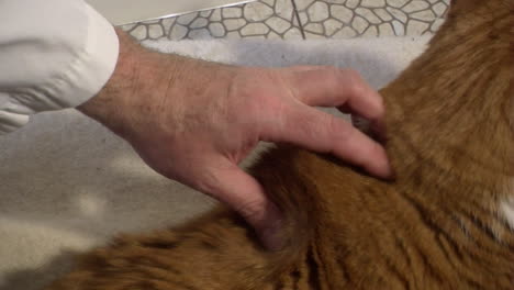 pulling up the scruff of a cat's neck in preparation for an injection