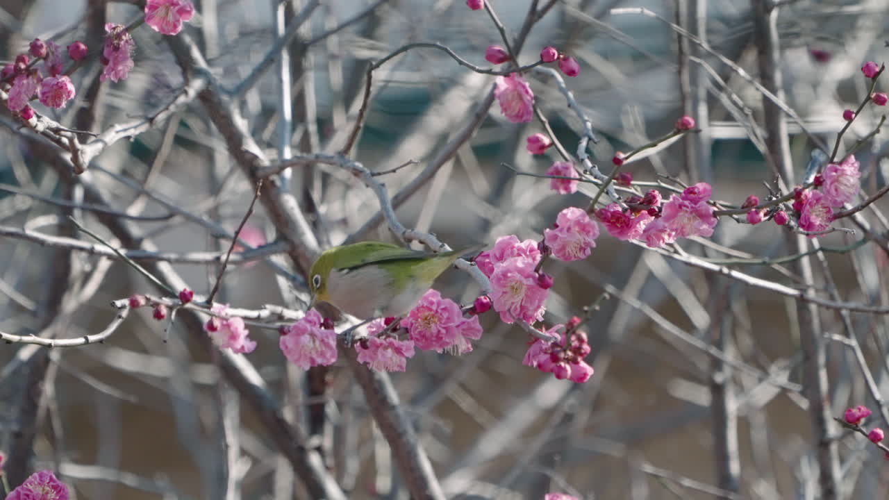 Inquadratura fissa di uno zosteropo giapponese che si nutre da un albero di pruno a Tokyo, Giappone