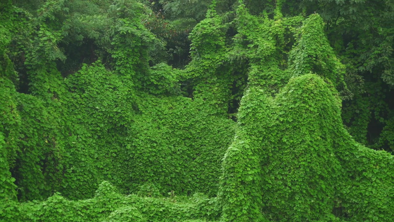 Vegetazione verde lussureggiante che ricopre gli alberi in una fitta foresta