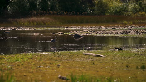 Reihervogel-Fängt-Fische-Bei-Der-Jagd-Im-Teich-4k-60fps