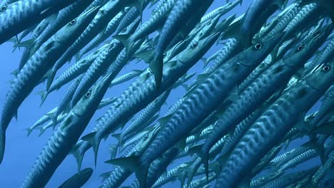 deep blue ocean with barracudas