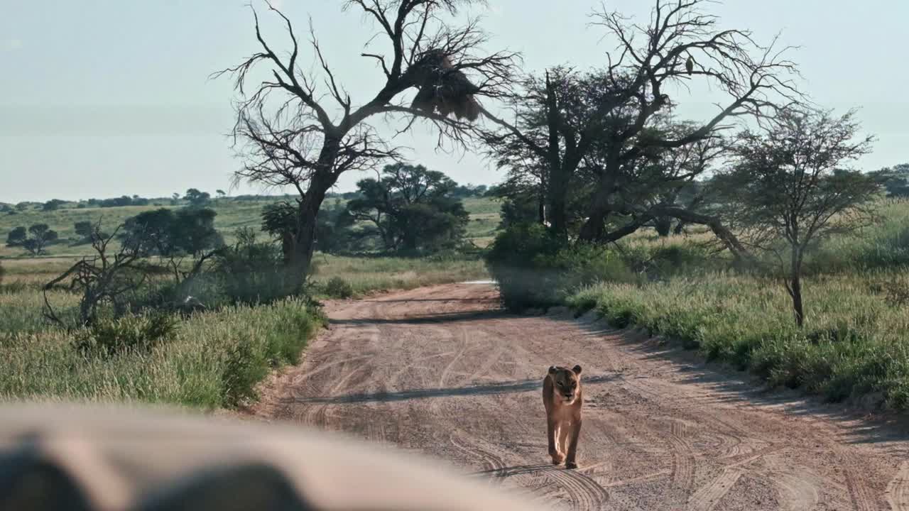 A lioness approaches a safari vehicle on a road in the Kalahari national park