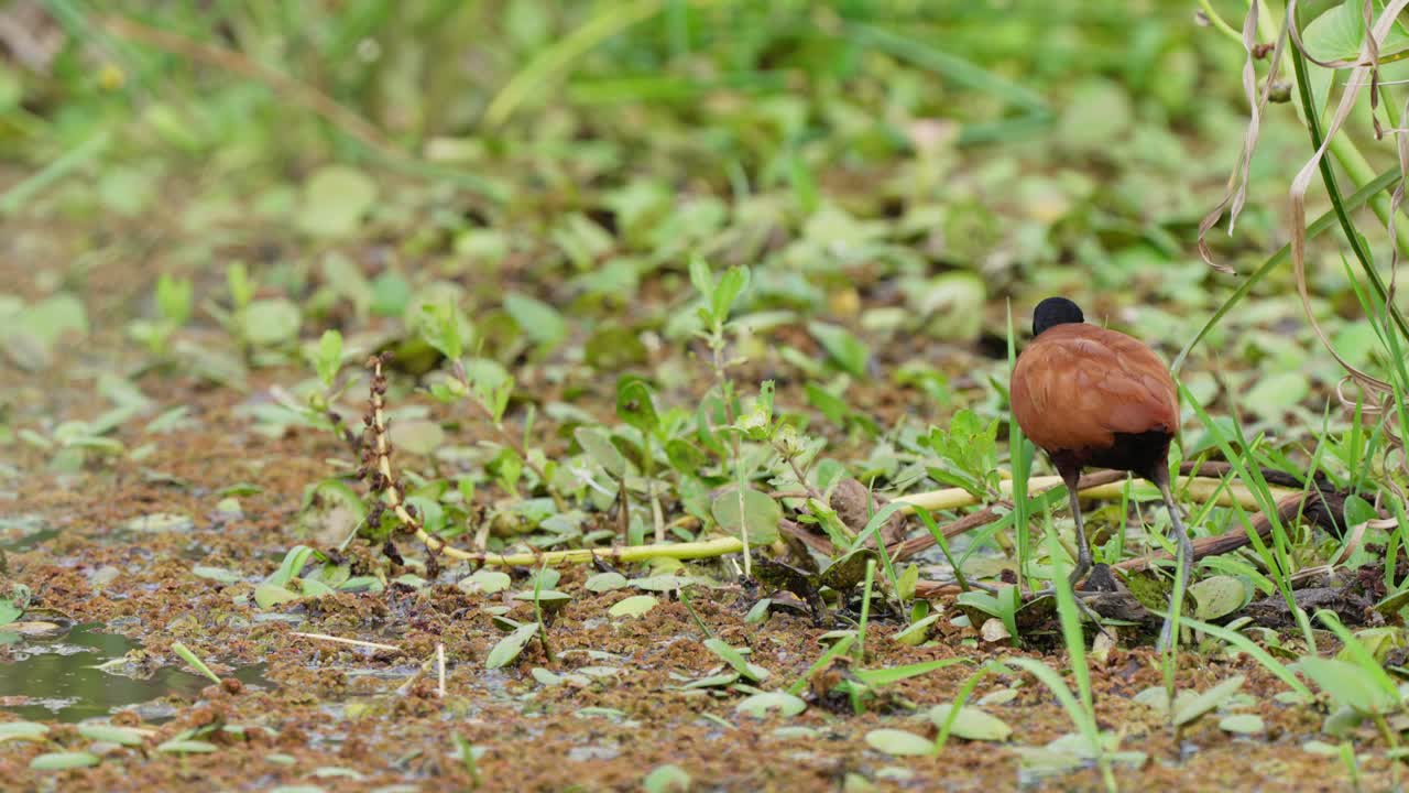 jacana forrajeando y vadeando por los humedales