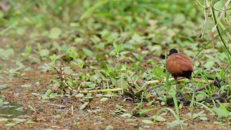 Wattled-Jacana-foraging-and-wading-through-wetland