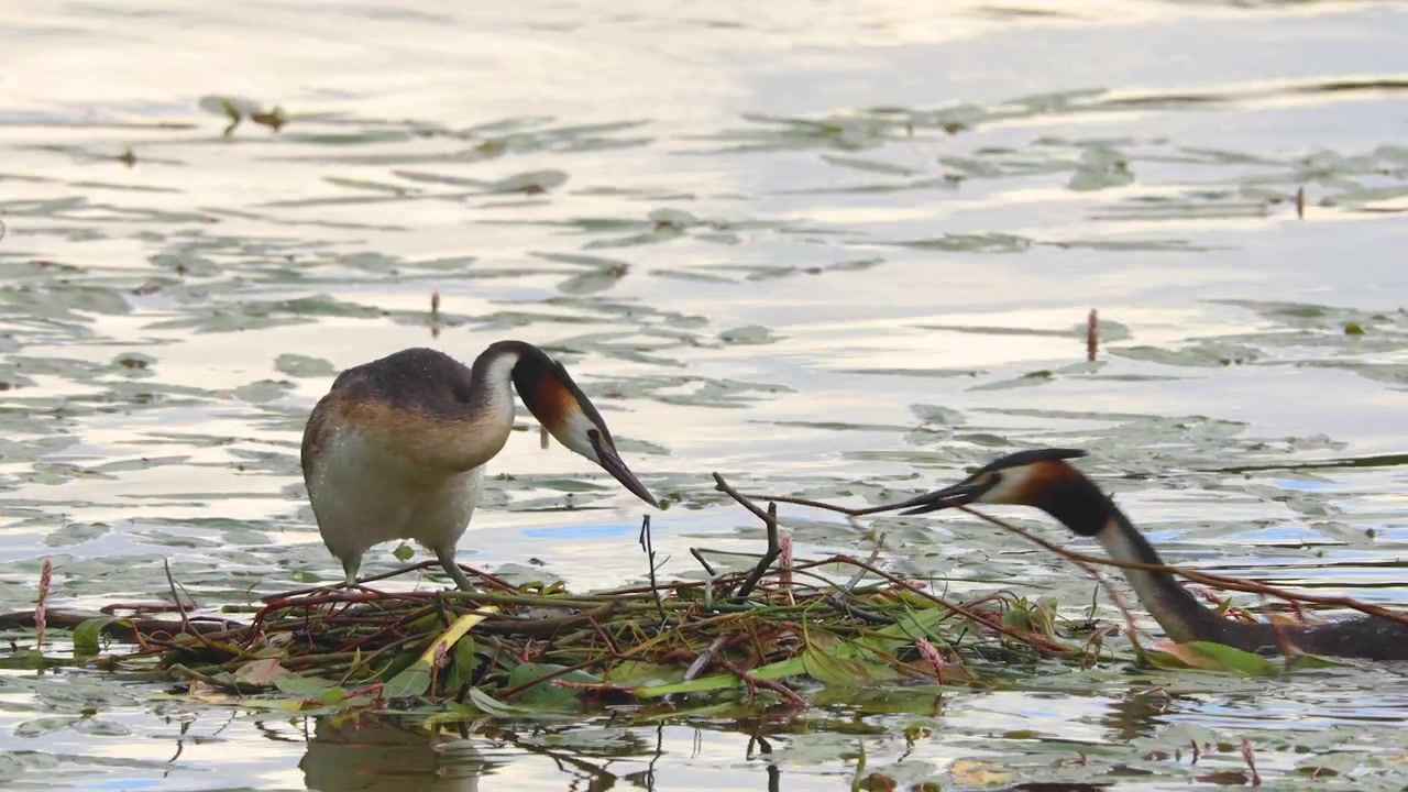 Si vedono due svassi nuotare accanto a un nido costruito con canne e piante acquatiche in un tranquillo ambiente lacustre con ninfee.