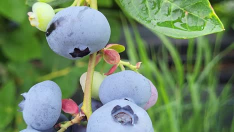 organic ripe with succulent berries, just ready to pick, blueberries plant growing in a garden field