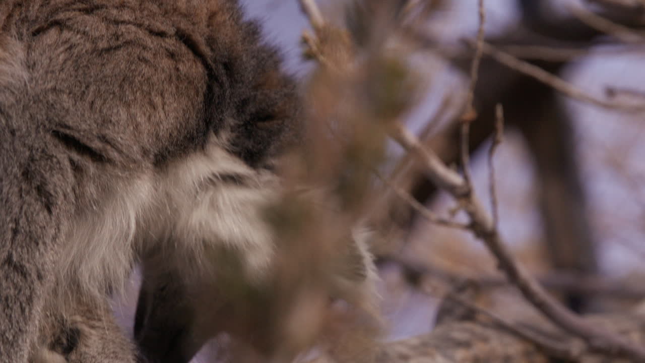 el lémur encaramado en el árbol se inclina hacia abajo para ver los pies en la rama
