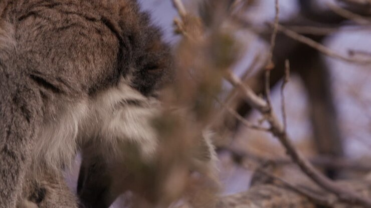 Lemur perched on tree tilt down to see feet on branch
