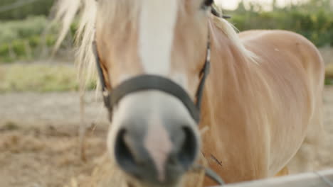 brown horse eating grass