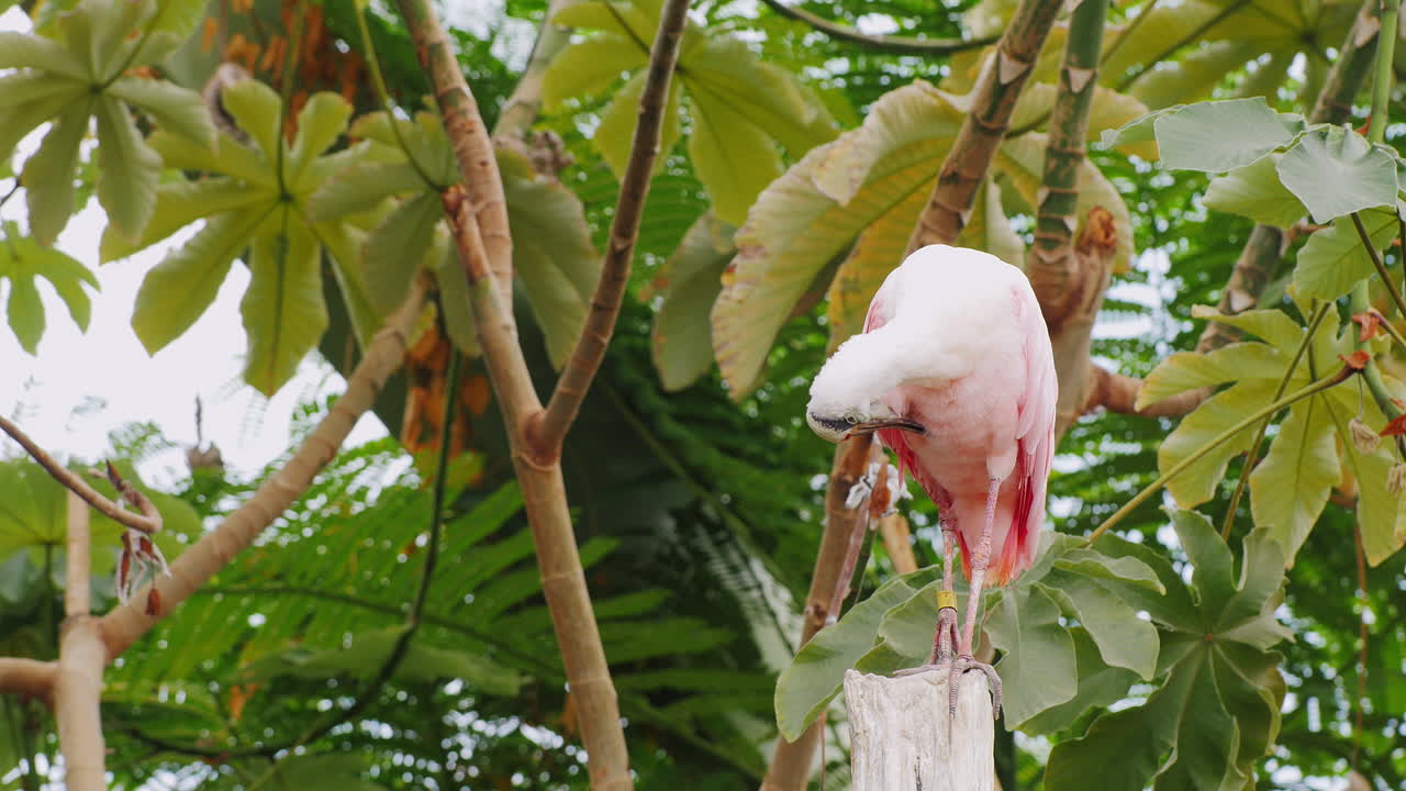 scarlet ibis - 아름다운 이국적인 붉은 새 4