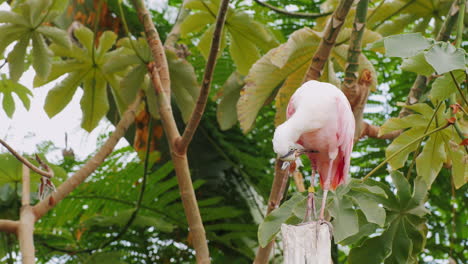 ibis escarlata - un hermoso pájaro rojo exótico 4