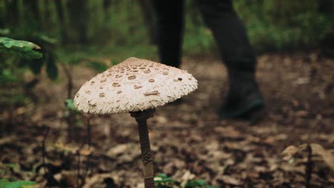 Hiking-in-the-forest,-passing-along-a-mushroom