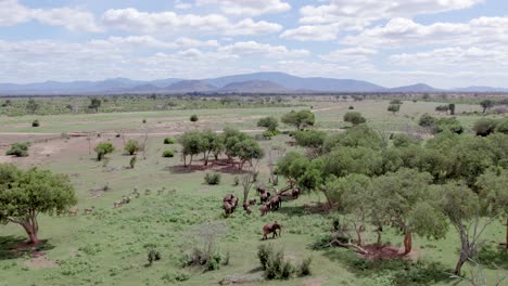 Material-De-Archivo-Aéreo-De-Elefantes-Caminando-A-Través-De-árboles,-Parque-Nacional-De-Tsavo,-Kenia