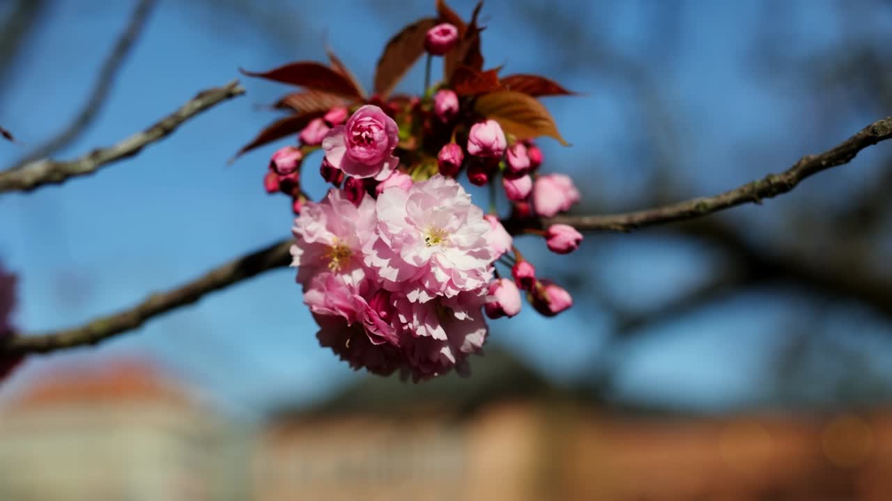 봄에 꽃이 피는 체리 가지, 체리 꽃이 있는 아름다운 일본 나무 가지, 사쿠라, 느린 동작