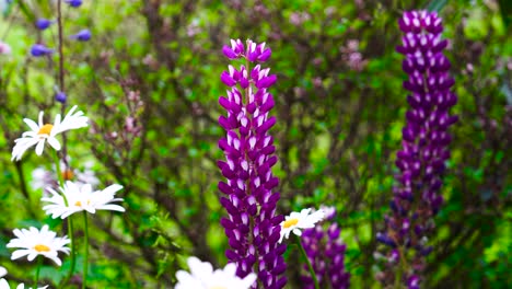 lupino de hojas grandes con flor de color púrpura cerca de la margarita común en el prado