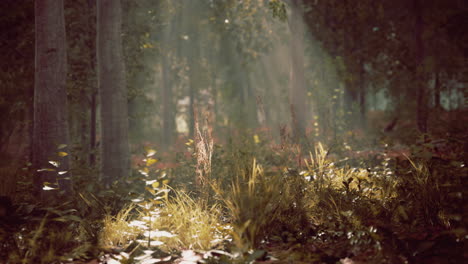 Mystischer-Wald-Am-Nebligen-Morgen