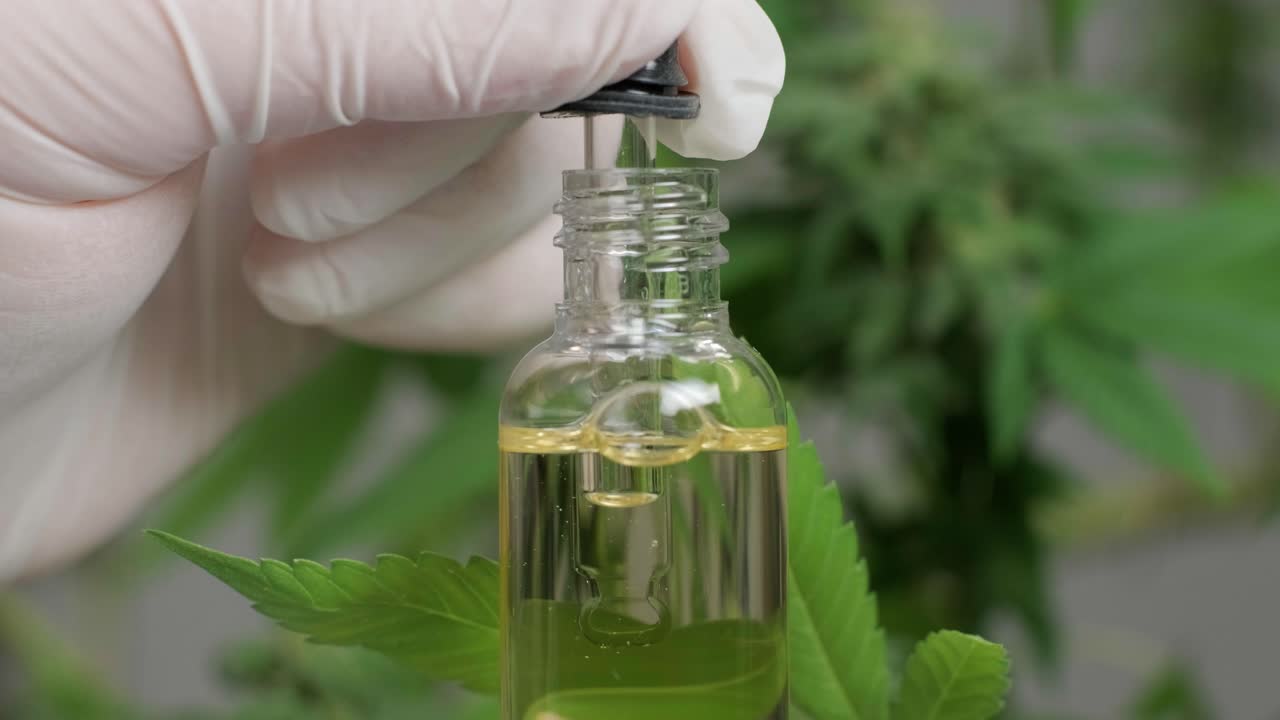 Hemp Oil Research. Researching cannabis for use in medicine, collecting data. Cannabis plant cultivation.